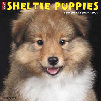 Calendar Sheltie Puppies 2020 Wall Calendar (Dog Breed Calendar) Book