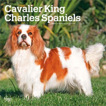 Paper Catalog Cavalier King Charles Spaniels 2027 12 X 24 Inch (Hanging) Monthly Square Wall Calendar Plastic-Free Book