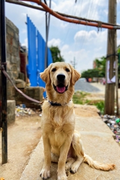 Golden Retriever Dog Pup Puppy Doggie Notebook Bullet Journal Diary Composition Book Notepad - Good Waiting: Cute Animal Pet Owner Composition Book ... Quad Ruled Graph Paper Pages in 6” x 9” Inch