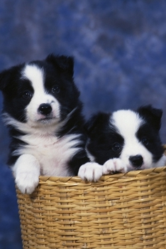 2020 Daily Planner Two Puppies Basket Dog Photo 388 Pages: 2020 Planners Calendars Organizers Datebooks Appointment Books Agendas