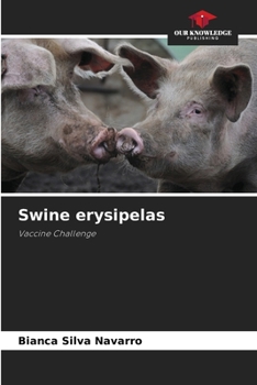 Swine erysipelas: Vaccine Challenge