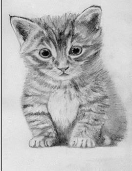 Paperback Kitten Drawing Notebook: 8.5 X 11 202 College Ruled Pages Book