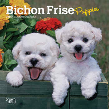 Calendar Bichon Frise Puppies 2024 Mini 7x7 Book