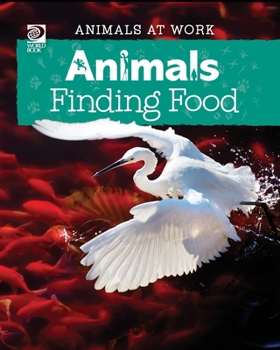 Paperback Animals Finding Food Book