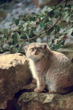 Paperback Manul Pallas's Cat (Otocolobus manul) Small Wild Cat Journal: 150 Page Lined Notebook/Diary Book