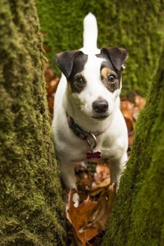 Paperback Jack Russell Terrier in the Woods Journal: 150 Page Lined Notebook/Diary Book