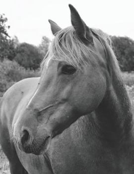 Wild Horse in Pasture Guitar TAB Paper: A Notebook for Musicians & Songwriters