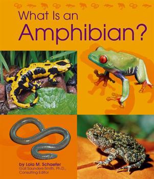 Paperback What Is an Amphibian? Book