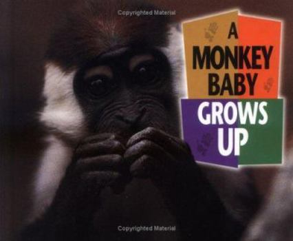 A Monkey Baby Grows Up - Book  of the Baby Animals