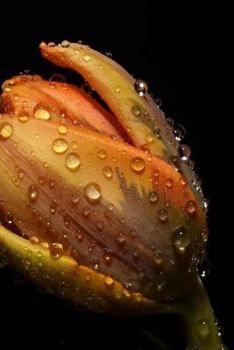 Paperback Orange Notebook Book