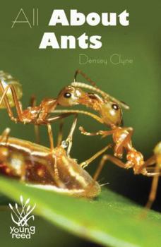 Hardcover All about Ants Book