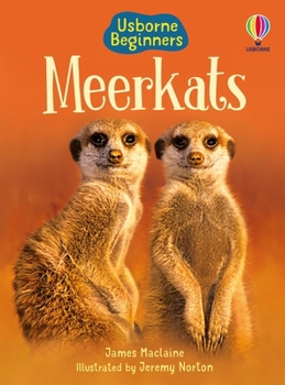 Meerkats - Book  of the Usborne Beginners