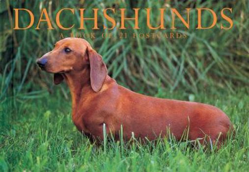 Card Book Dachshunds Book