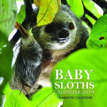 Baby Sloths Calendar 2019: 16 Month Calendar