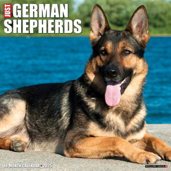 Calendar Just German Shepherds 2025 12 X 12 Wall Calendar Book