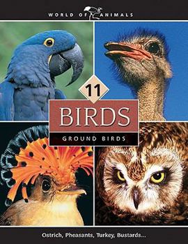 Library Binding World of Animals, Set 2: Birds Book