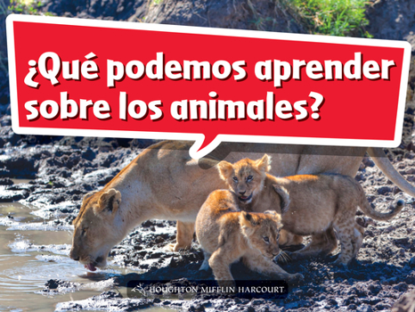 Paperback Book 009: ¿Qué Podemos Aprender Sobre Los Animales?: Leveled Reader, Extra Support Grade K [Spanish] Book
