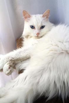 Paperback Turkish Angora Cat "I Would Like Exactly Two Belly Rubs.": 150 page lined notebook/diary Book