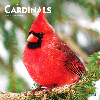 Cardinals 2022 12 x 12 Inch Monthly Square Wall Calendar, Animals Wildlife Red Birds