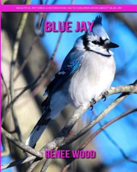 Blue Jay: Beautiful Pictures & Interesting Facts Children Book About Blue Jay