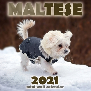 Paperback Maltese 2021 Mini Wall Calendar Book