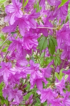 2020 Daily Planner Purple Blooms Among Green Leaves 388 Pages: 2020 Planners Calendars Organizers Datebooks Appointment Books Agendas