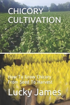 Chicory Cultivation: How To Grow Chicory From Seed To Harvest