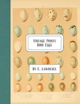 Paperback Vintage Prints: Bird Eggs Book