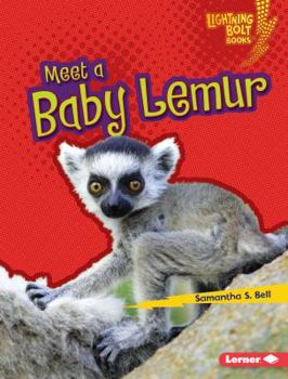 Meet a Baby Lemur - Book  of the Baby African Animals