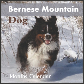 Paperback Bernese Mountain Dog Calendar: 2021 Wall & Office Calendar, Bernedoodle, 16 Month Calendar With Holidays Book