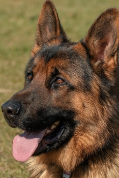 Fröhlich tobender Hund Notizbuch (German Edition)