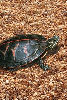 Turtle Blank Journal - Lined