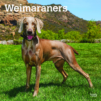 Calendar Weimaraners 2023 Square Book