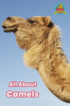 Paperback All About Camels (Read Together) Book