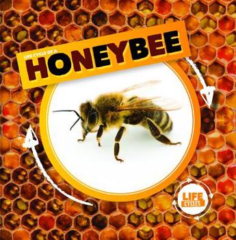 Paperback Life Cycle of a Honeybee Book