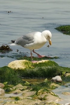 Paperback Seagull by the Shore Journal: 150 Page Lined Notebook/Diary Book