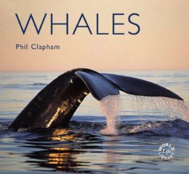 Paperback Whales Book