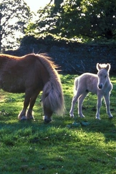 Paperback 2020 Weekly Planner Horse Photo Equine Draft Mare Foal 134 Pages: 2020 Planners Calendars Organizers Datebooks Appointment Books Agendas Book