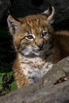 Paperback Baby Lynx Wildcat Journal: 150 Page Lined Notebook/Diary Book