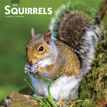 Calendar Squirrels 2021 Square Book