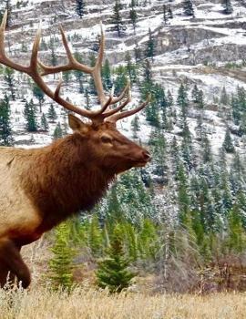 Paperback Elk Composition Book: 8.5 x 11 College Ruled Line Paper 200 pages (100 sheets) Book