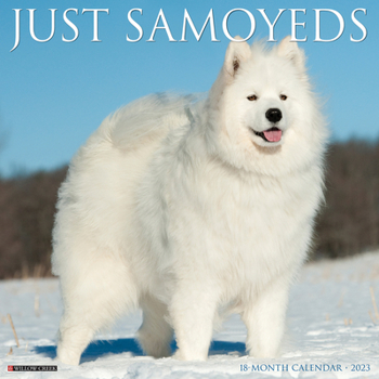 Calendar Just Samoyeds 2023 Wall Calendar Book