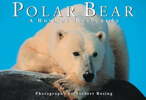 Cards Polar Bear: A Book of Postcards Book