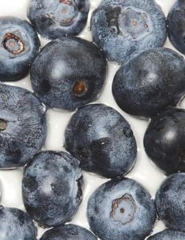 Paperback Blueberry Notebook Large Size 8.5 x 11 Ruled 150 Pages Book