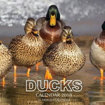 Ducks Calendar 2018: 16 Month Calendar