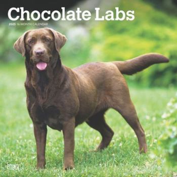 Calendar Chocolate Labrador Retrievers 2025 12 X 24 Inch Monthly Square Wall Calendar Plastic-Free Book