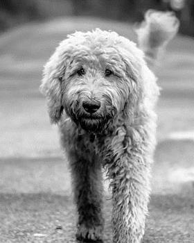 Daily Organizer and Planner: Goldendoodle : 180 Day 8 X 10 Journal Notebook Day Planner
