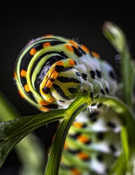 Notebook: swallowtail caterpillar butterfly garden butterflies