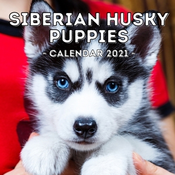 Paperback Siberian Husky Puppies Calendar 2021: 16-Month Calendar, Cute Gift Idea For Siberian Husky Lovers, Women & Men Book