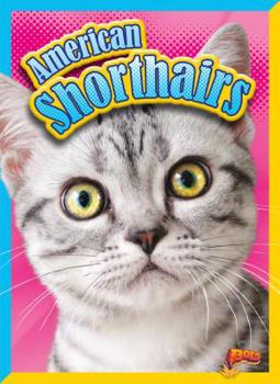 Library Binding American Shorthairs Book